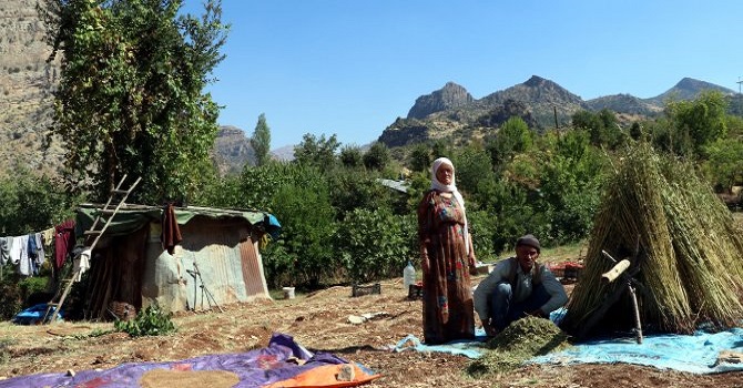 Çukurcalılar pirinç ve susam hasadından memnun