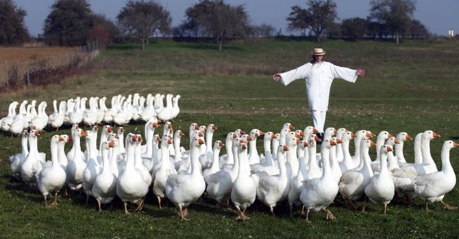 Çiftlik Bank'tan sonra şimdi de 'Kazbank'