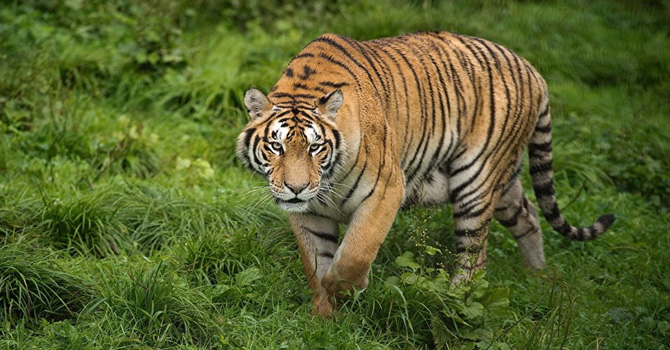 Malezya'da kaçak hayvan avcılarını avlama talimatı
