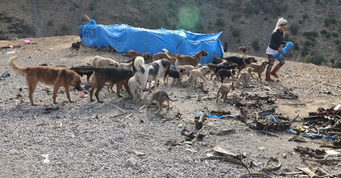 Şemdinli'de Eda öğretmenin köpek sevgisi