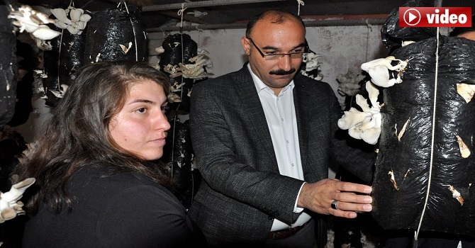 Çukurca'da üretimi yapılan istiridye mantarına Irak'tan talep