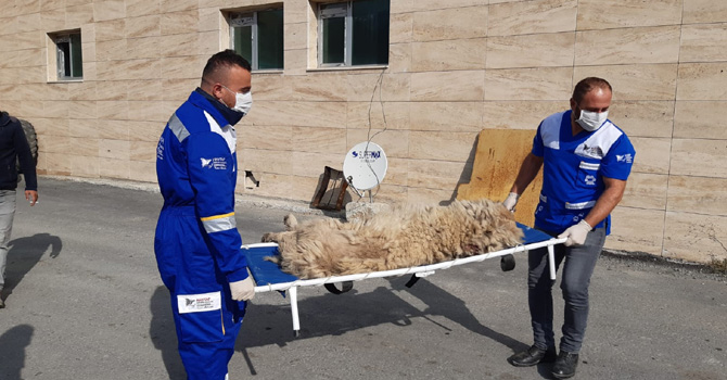 Hakkari’de sokak hayvanlarının bakım ve tedavileri yapıldı  