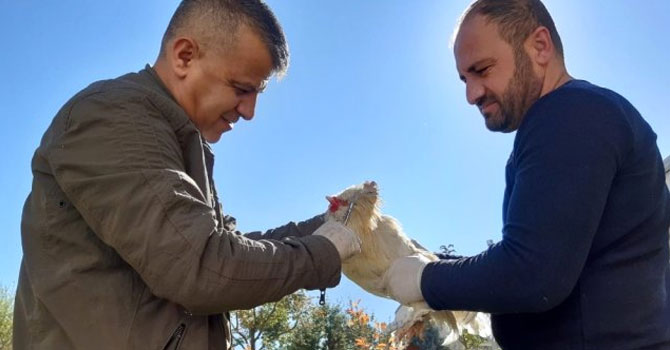 Hakkari'de evcil hayvanlar sağlık kontrolünden geçirildi