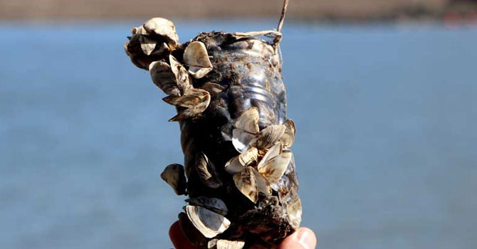 Van Gölü'nde 'zebra midye' tehlikesi