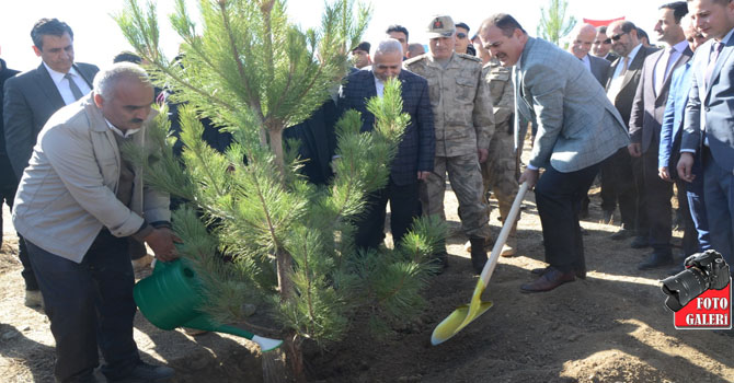 Hakkari’de 29 bin çam fidanı dikildi