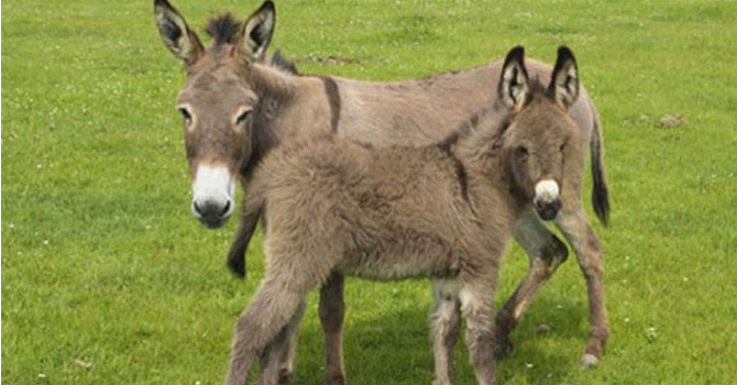 Eşekler Çin'deki talep yüzünden tehlikede