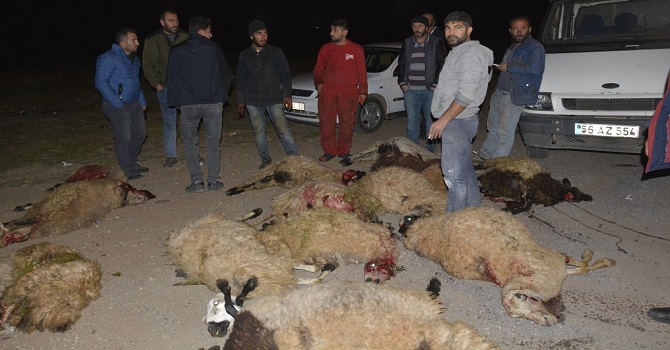 Otomobilin çarptığı sürüde 40 koyun telef oldu