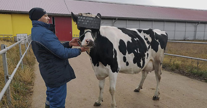 İneklere sanal gerçeklik gözlüğü taktı