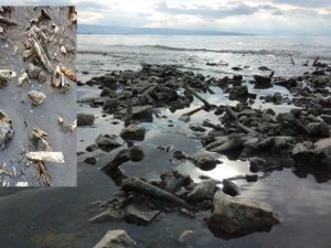 Van Gölü kıyısına kemikler vurdu