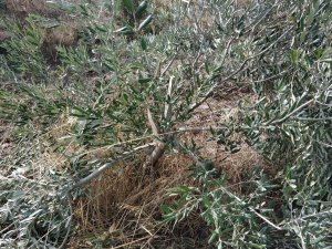 Kimliği belirsiz kişiler 500 zeytin ağacını tahrip etti