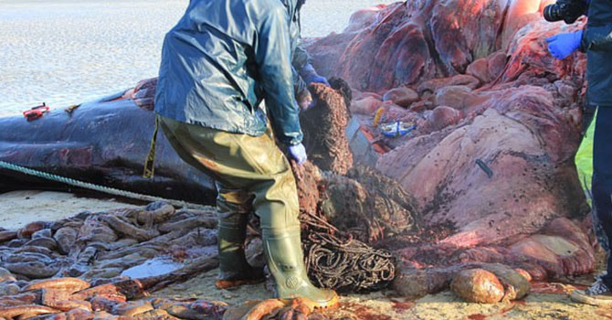 Karaya vuran balinanın midesinden 100 kilogram çöp çıktı