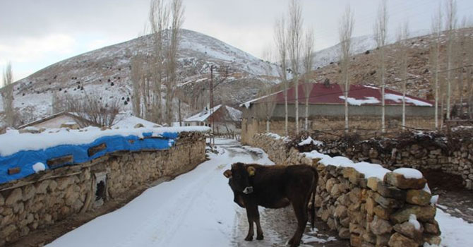 Kayseri'de yola çıkan ineğe trafik cezası kesildi
