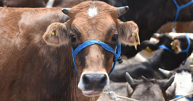 Yola çıkan ineğe trafik cezası kesilmişti! Açıklama geldi