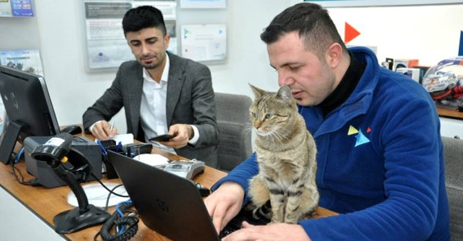 Sığındığı iş yerinin maskotu oldu