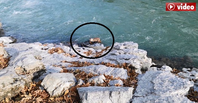 Nesli Tükenmekte olan hayvan Hakkari'de görüntülendi