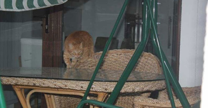 Sokak kedisi 4 kişiyi hastanelik etti