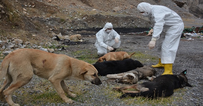 Hakkari’de 2 günde 100 hayvan kısırlaştırıldı  