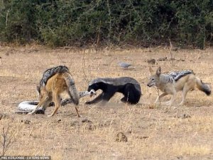 Piton ile bal porsuğunun ölümcül kapışması!