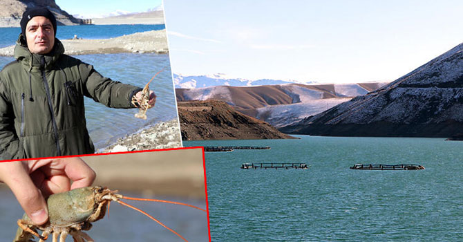 Van Gölü'nde büyük tehlike! 'Birileri tarafından getirilip, atıldı'