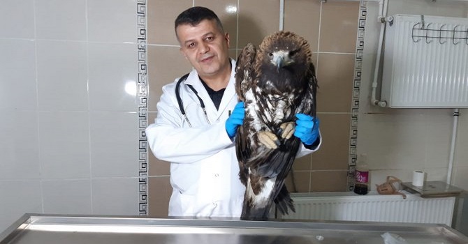 Hakkari'de yaralı kaya kartalı tedavi altına alındı