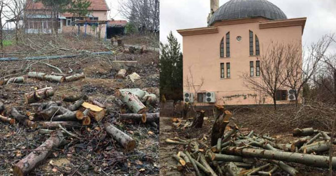 Tayini çıkan imam cami bahçesindeki ağaçları kesti