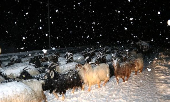 Yüksekova'da besiciler tipiye yakalandı