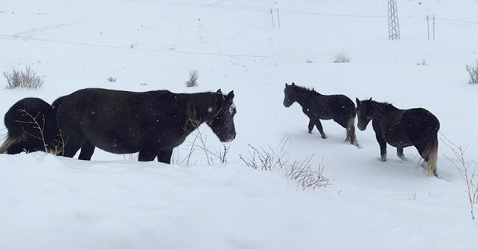 Hakkari'de Yazın çalıştırıp Kışın ölüme terk ediyorlar