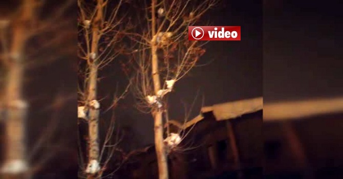 Yüksekova'da 6 saat mahsur kaldığı ağaçtan 3 saatte indirilebildi