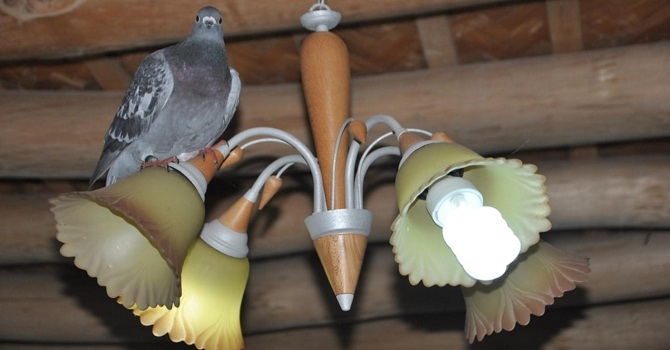 Yüksekova'da 'Iraq Union 2017' halkalı posta güvercini bulundu