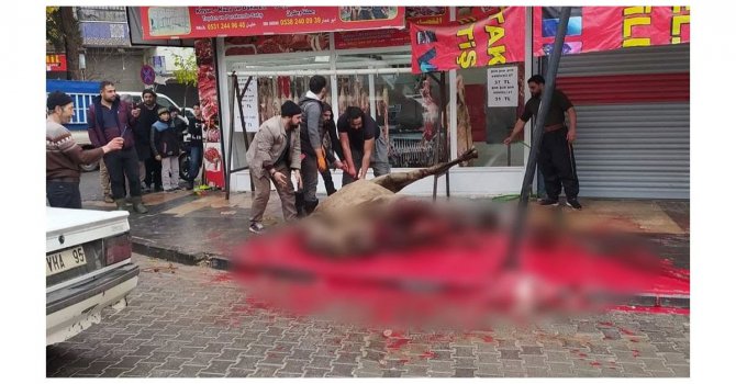 Sokakta deve kesimi işkenceye döndü, zabıta ceza kesti: 215