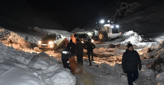 Hakkari'de dağlık alanda mahsur kalan atlar kurtarıldı