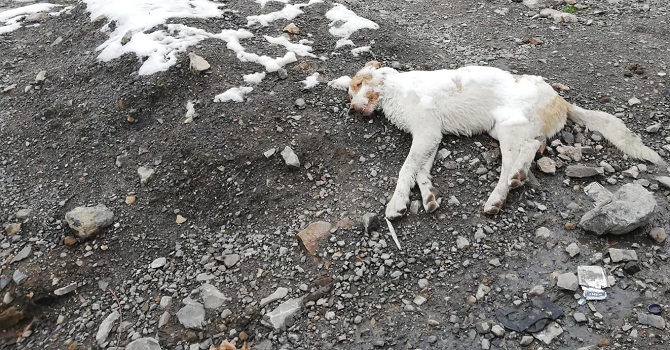 Hakkari'de Köpekler Soğukta Açlıktan Ölüyor