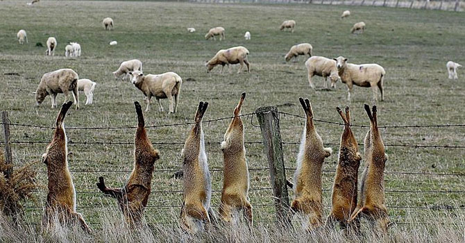 Hedef sadece develer mi? Avustralya hükümetinin yabani hayvanlarla 'mücadelesi'