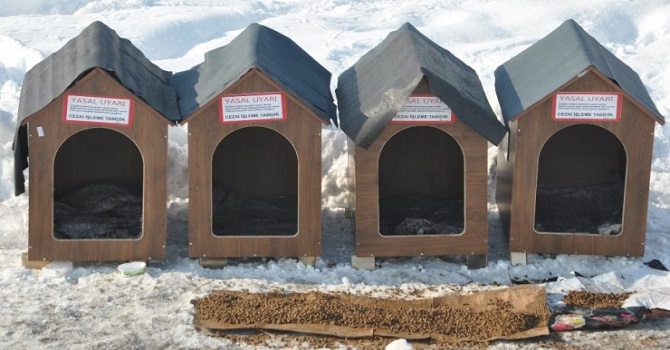 Avustralya'dan Yüksekova'ya köpek barınağı