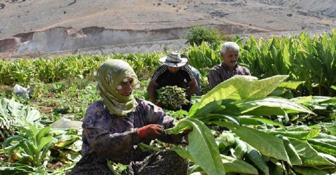Yetki belgesi almadan tütün ticareti yapanlara 6 yıla kadar hapis cezası