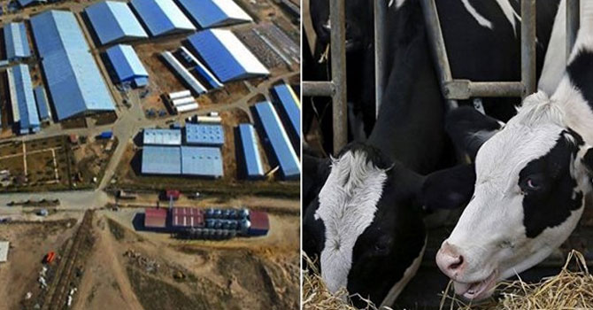 Çiftlik Bank'tan sonra Süt Bank: Sistem çöktü, paralar buharlaştı