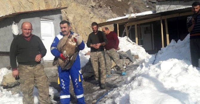 Zehirlenen kızıl akbaba tedavi altına alındı