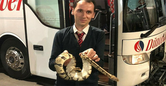 Yolcu otobüsünde valizden kaçan piton paniğe neden oldu