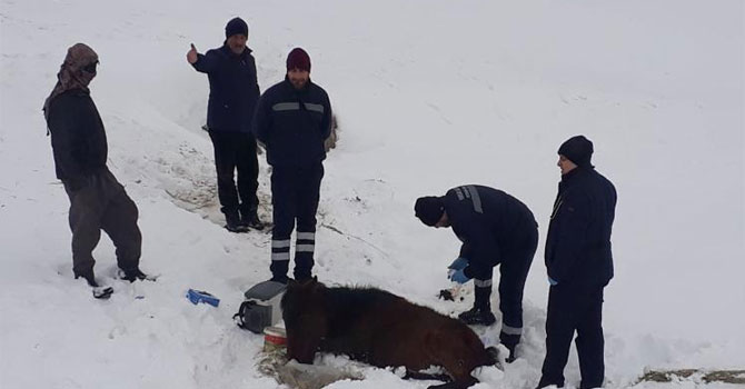Hakkari’de soğukta ayakları donan at kurtarıldı  