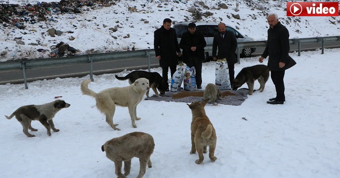 Hakkari Muhtarlar Derneği sokak köpeklerini unutmadı