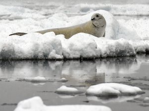 Antarktika'da sıcaklık 20.7 dereceye yükselerek rekor kırdı