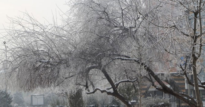 Diyarbakır’da ağaçlar buz tuttu