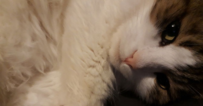 Dünya Kedi Günü kutlu olsun