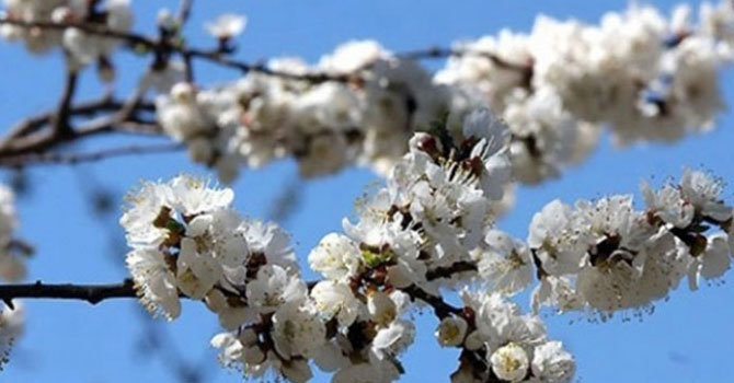 İlk cemre havaya düştü