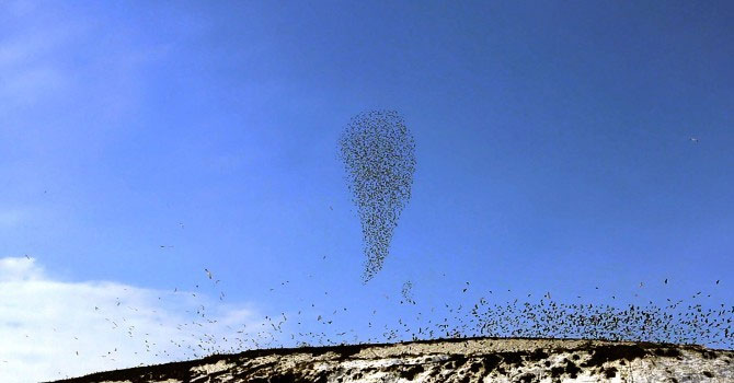 Çöplükte martıların dansı