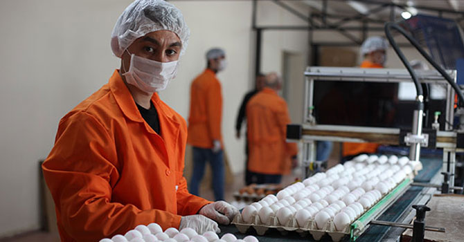 Cezaevinde günde yaklaşık 49 bin yumurta üretiliyor