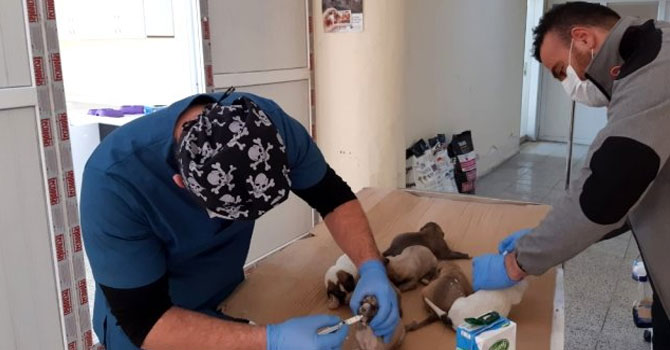 Ölüme terk edilen yavru köpekler kurtarıldı