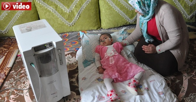 Yüksekovalı minik Maral'ın yaşam mücadelesi