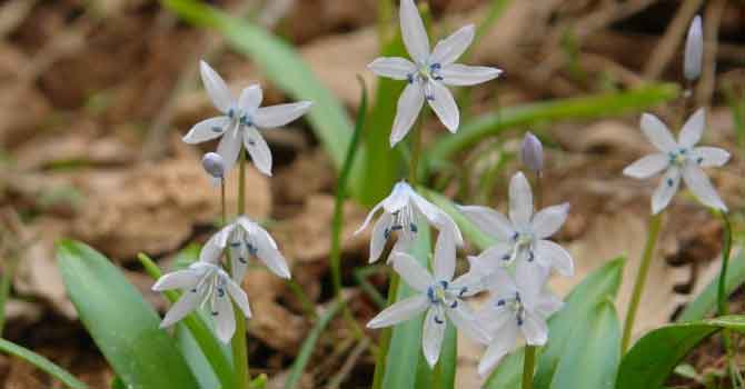 Hakkâri’de bir bitki türü keşfedildi!