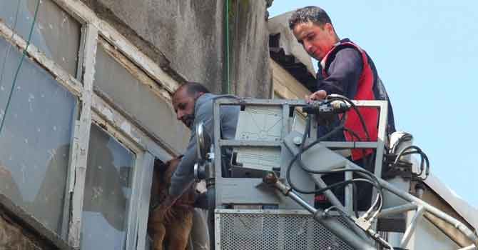 Sahibi tutuklu olan köpek evin penceresinde mahsur kaldı